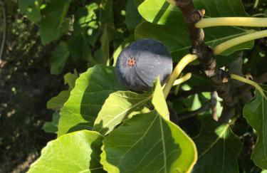 Vineyard Farmhouse in Massignano - Foto 27