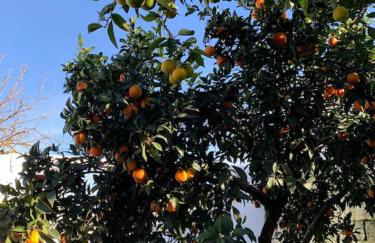 Casa dos Pécoxinhos - Photo 27