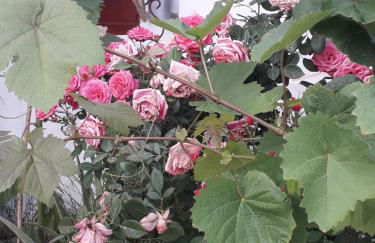 Silvi Mari Apartments - Foto 57