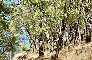 Blissful Acres hilltop cottage - Foto 15