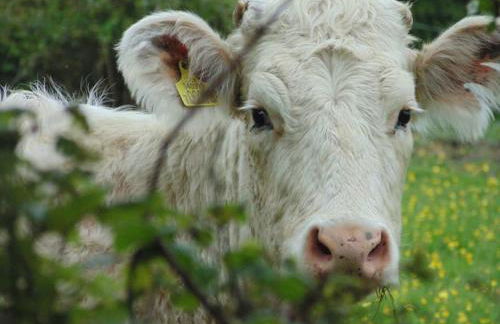 Strongate Cottage Rural Retreat - near Bridport & Jurassic Coastline - Photo 26