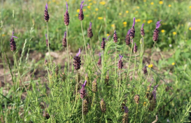 Monte Costa Luz - Foto 48