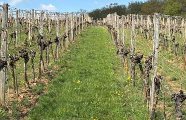 Gemütliche Ferienwohnung - Studio - an der Obernbreiter Kanzel - 50 m bis zu den Weinbergen - Foto 15