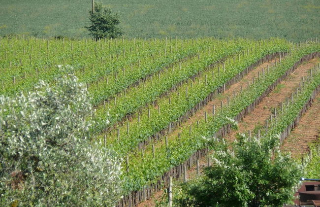 Agriturismo La Quercia - Foto 42