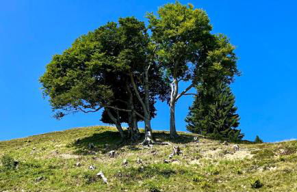 Landhaus Thanner - Photo 10