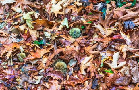 Agiasos House - Foto 10