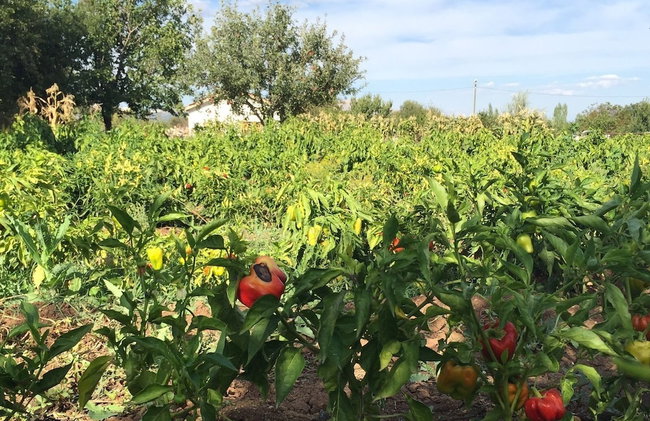 Tefenni Villas - Foto 79