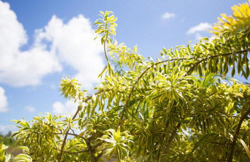 Nice Studio w/ AC near Kehena Beach and lava fields - Foto 23