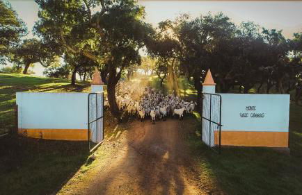 Herdade Vale de Cabras - Foto 34