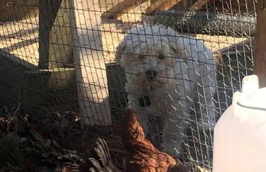 Pleasant Cozy Airstream with Amazing Stargaze and Farm Views in Maryland - Foto 15