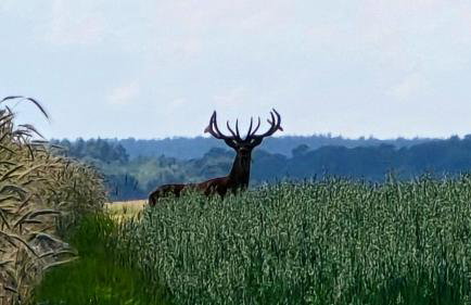 Starkowo pod lasem - Foto 38