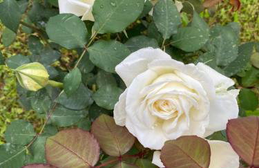 Potamos Townhouse & Shared Garden - Foto 19