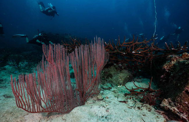 Curso de buceo PADI Open Water - Foto 16