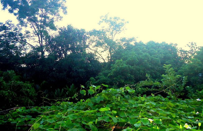 Green Space Homestay - Photo 32