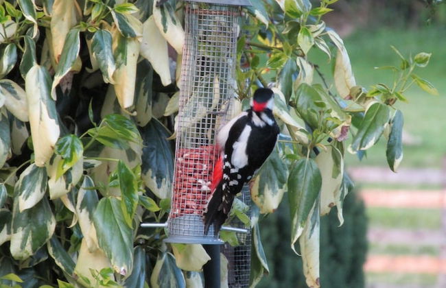 Acorn Court Country House - Foto 35