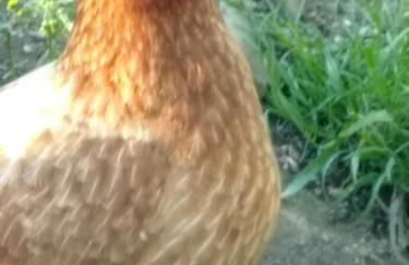 Scorrabrae Orphir Mainland Orkney South Shore Retreat - Photo 59