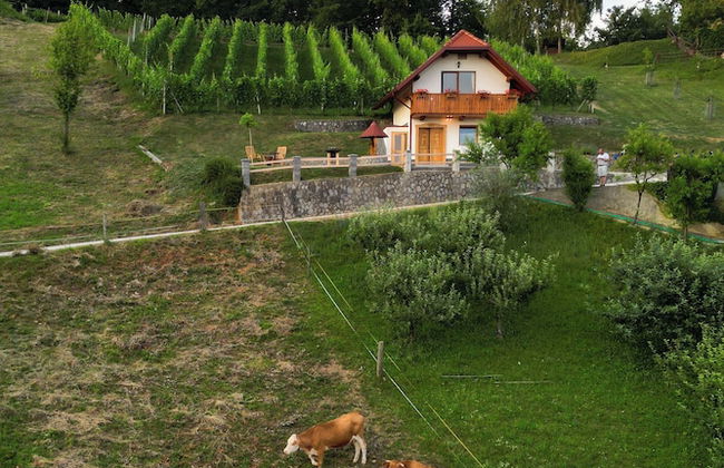 Vineyard Cottage Krivic - Photo 22