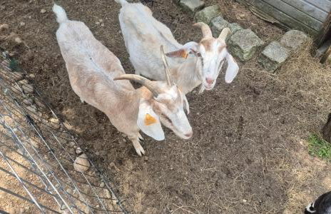 Domek Adam - Jacuzzi dodatkowo płatne - Foto 41