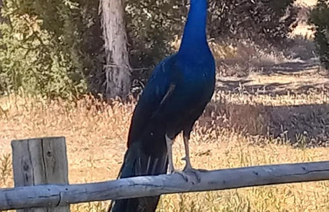 Ranchette Eagles Roost - The Atsa #9 at Wind Walker Homestead - Photo 14