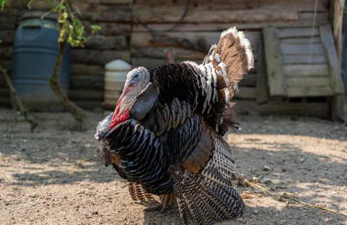 Agriturismo Ca du Chittu - Foto 42