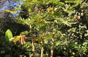 Casa de Campo & Home Office - Itapecerica da Serra , perto do Embu das Artes - Photo 30