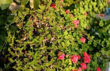 Casa de campo en finca La Guindilla - Foto 47