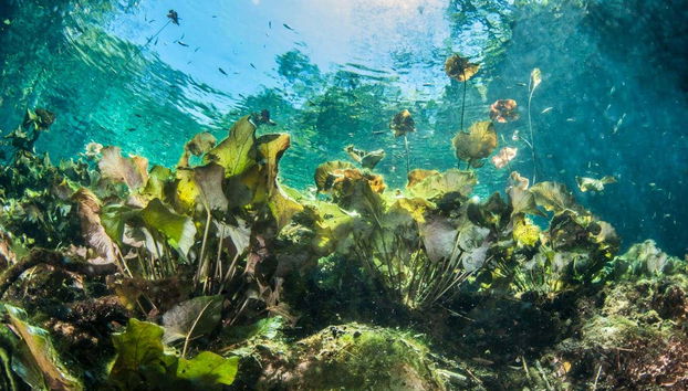 Tulum & Akumal Day Trip + Snorkelling in a Mayan Cenote - Foto 2