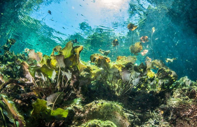 Excursión a Tulum y Akumal + Snorkel en cenote maya - Foto 1