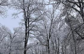 Le Petit Bois d'Amour - Foto 18