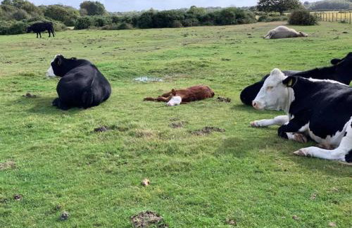 Heathfield Estate - Foto 49