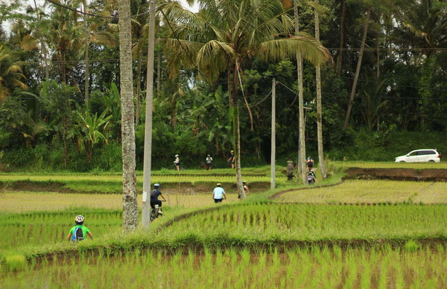 Balade à vélo à Ubud et Kintamani - Photo 7