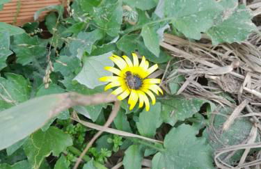 A casinha do João - Foto 39