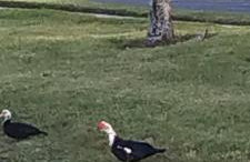 True Happiness, Housing Near Disney Word - Foto 65