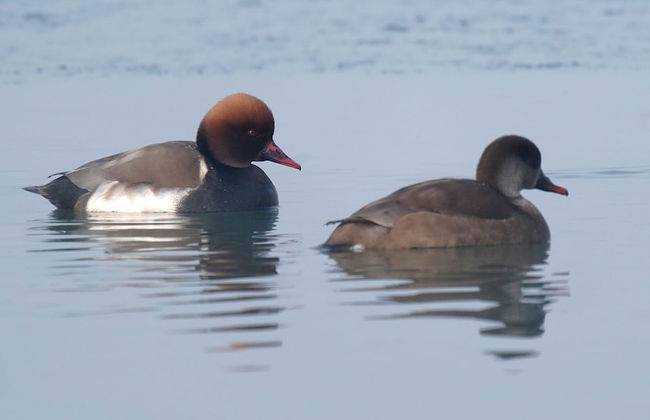 Domaine de La Thiau - Foto 31