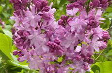 Sunset Serenity - INCREDIBLE HOME ON LAKE BLUFF! - Photo 46