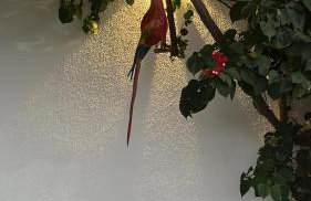 Um Paraíso em Paripueira - Foto 64