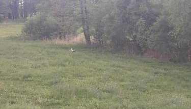 Zagroda z Antonówką - Foto 3