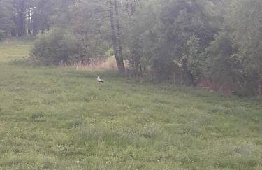 Zagroda z Antonówką - Foto 3