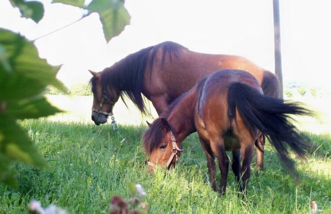 Holiday Apartment Tulpe Schuniglhof - Foto 17