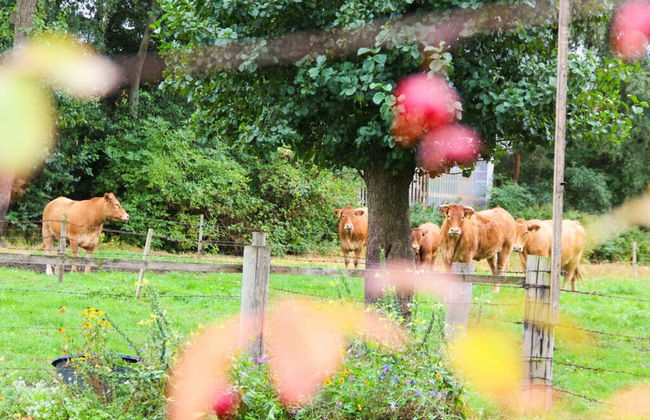 H a r m o n i e - Country House "An der Oste" - Foto 21