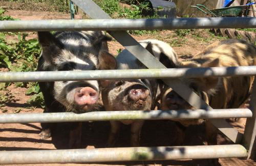 Leverets - Squirrel Lane Lodges Ludlow - Photo 30