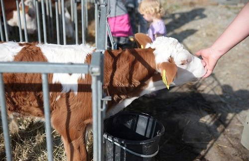 Mayer Burghöfe - Foto 38