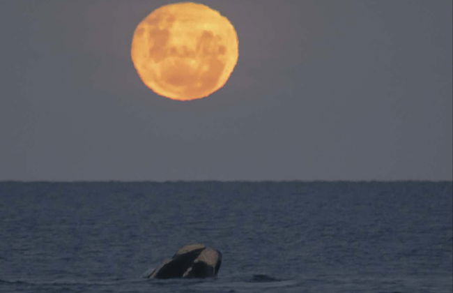 Observation d'étoiles sur la plage El Doradillo - Photo 4