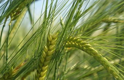 Cottage Living - Foto 56