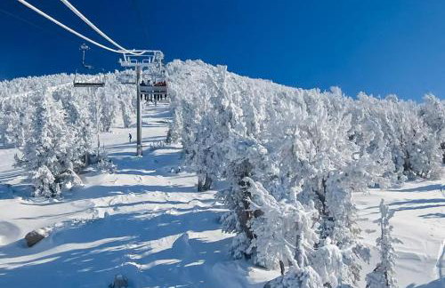 Mammoth Green 219 - Foto 35