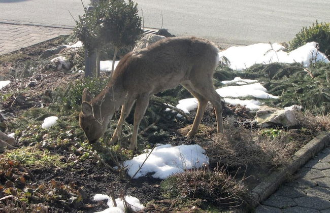 Ferienhaus Marienweg - Foto 17