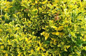 Gîte LES CHANTS DU CREPUSCULE - Foto 54