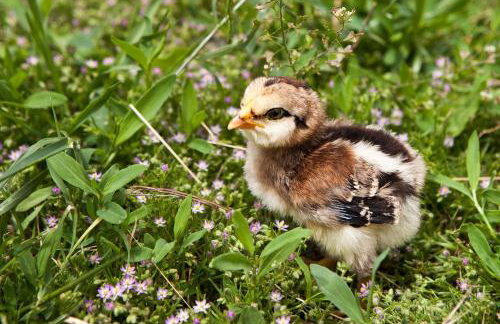 Poggio Diavolino - Suvereto - Foto 52