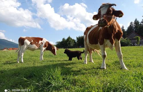 ZALASEK Gospodarstwo Agroturystyczne z Alpakami - Foto 1