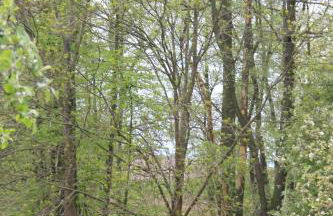 Apfelscheune Cannewitz - Foto 68